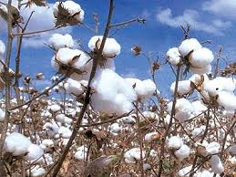 آغاز طرح راه اندازی زنجیره تولید از مزرعه تا کارخانه در صنعت نساجی آغاز طرح راه اندازی زنجیره تولید از مزرعه تا کارخانه در صنعت نساجی