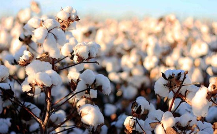 طلای سفید به سیستان وبلوچستان بر می گردد/احیای کشت پنبه فرصتی برای اشتغال و پویایی صنعت نساجی طلای سفید به سیستان وبلوچستان بر می گردد/احیای کشت پنبه فرصتی برای اشتغال و پویایی صنعت نساجی