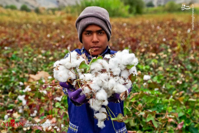 ایران؛ سی و دومین وارد کننده پنبه در ۲۰۲۰| کاهش ۱۴ درصدی واردات نسبت به ۲۰۱۹ ایران؛ سی و دومین وارد کننده پنبه در ۲۰۲۰| کاهش ۱۴ درصدی واردات نسبت به ۲۰۱۹