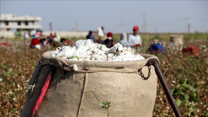 واردات ۱۰۰ هزار تن پنبه برای صنایع نساجی/ جایگزینی کشت پنبه با شالی به خاطر سودآوری! واردات ۱۰۰ هزار تن پنبه برای صنایع نساجی/ جایگزینی کشت پنبه با شالی به خاطر سودآوری!