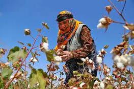 پیش بینی تولید ۲۱هزار تُن وش پنبه در مانه و سملقان پیش بینی تولید ۲۱هزار تُن وش پنبه در مانه و سملقان