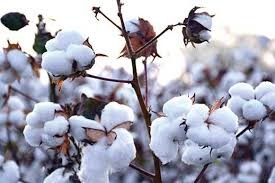 قاچاق پوشاک بر تولید پنبه اثر سوء میگذارد قاچاق پوشاک بر تولید پنبه اثر سوء میگذارد